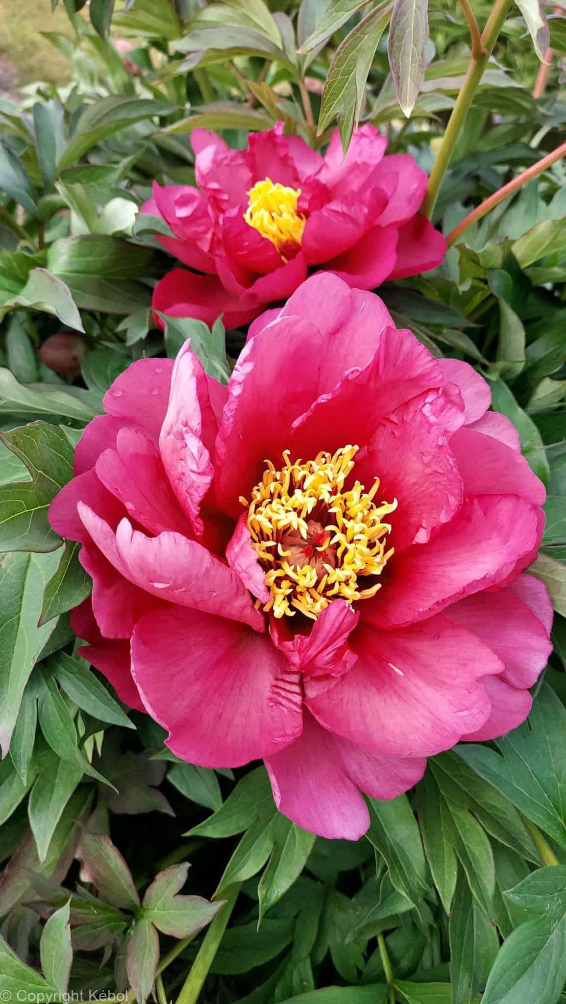 Paeonia itoh Yankee Doodle Dandy - Bag