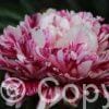 Paeonia lactiflora (D) Candy Stripe - Bag