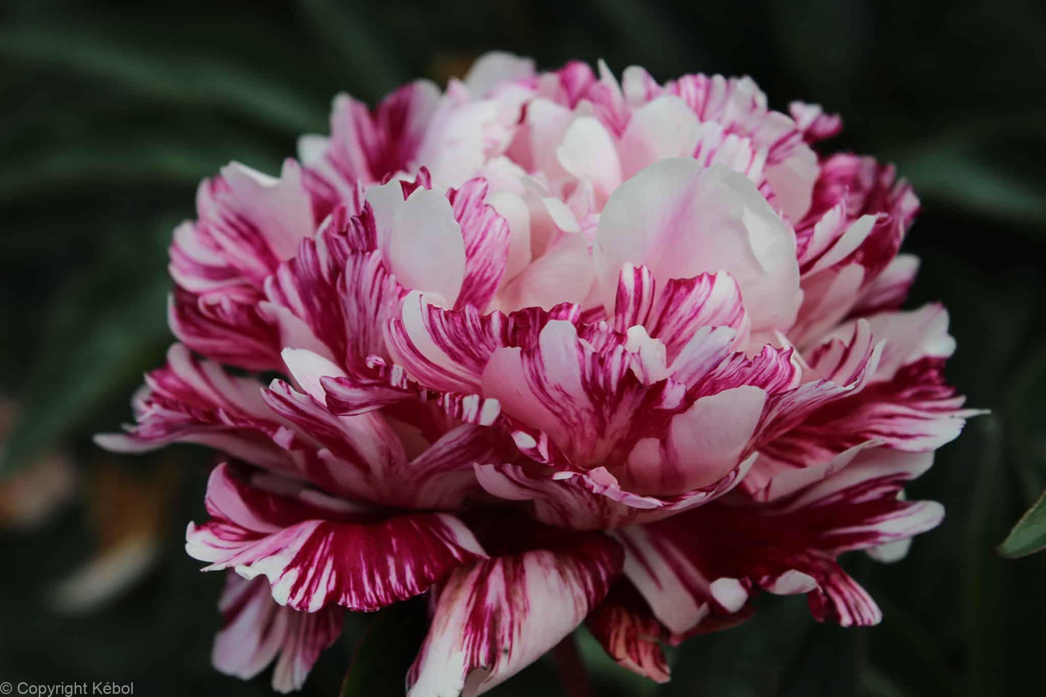 Paeonia lactiflora (D) Candy Stripe - Case