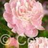 Paeonia lactiflora (D) Catharina Fontijn - Bag