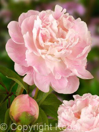 Paeonia lactiflora (D) Catharina Fontijn - Bag