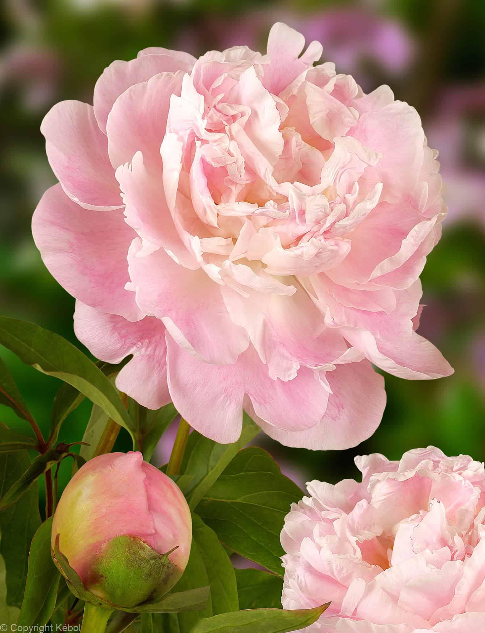 Paeonia lactiflora (D) Catharina Fontijn - Case