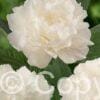 Paeonia lactiflora (D) Fringed Ivory - Bag