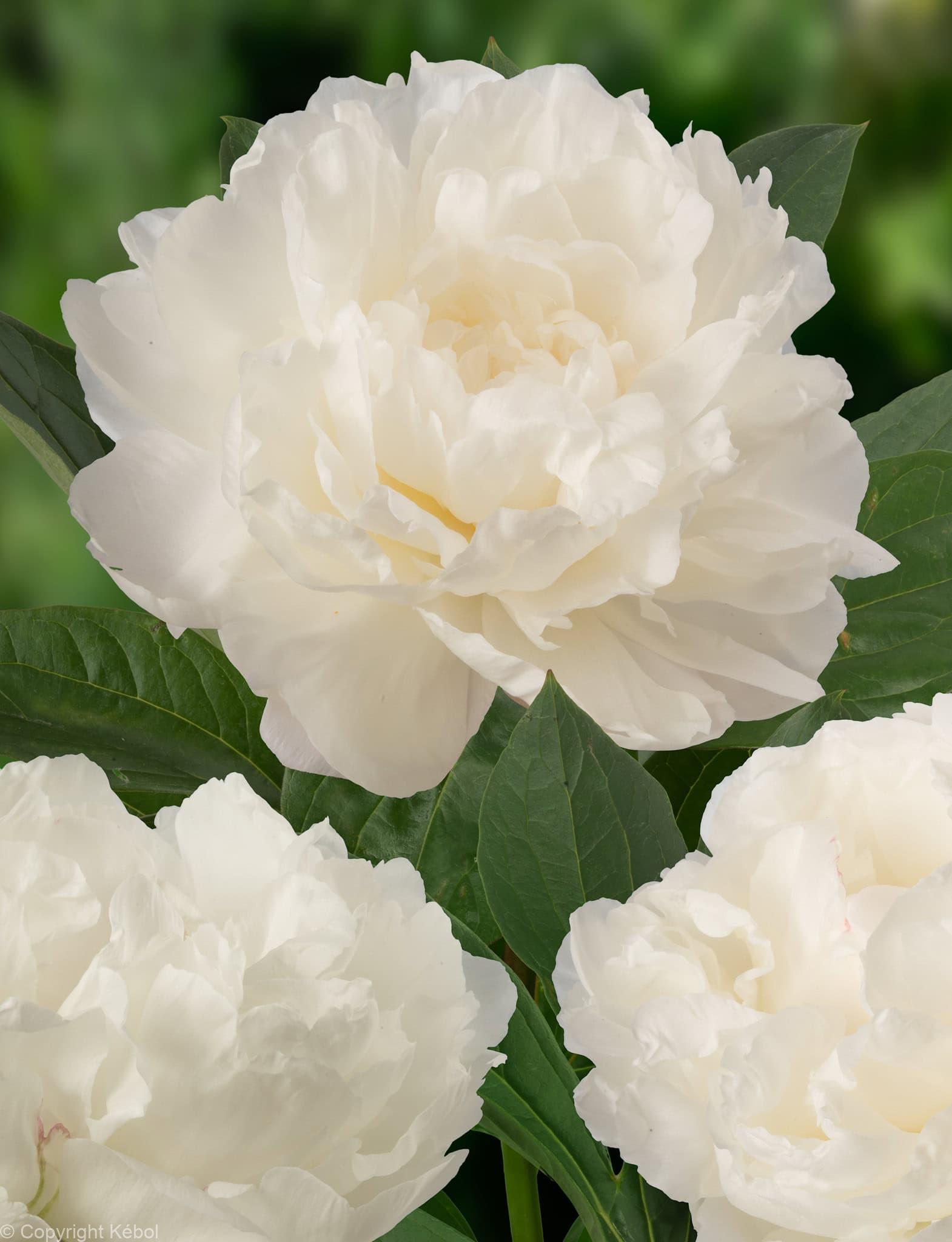 Paeonia lactiflora (D) Fringed Ivory - Bag