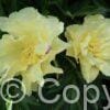Paeonia itoh Lemon Dream - Bag