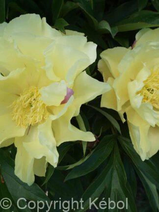 Paeonia itoh Lemon Dream - Case
