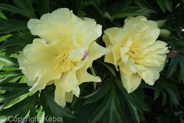 Paeonia itoh Lemon Dream - Bag