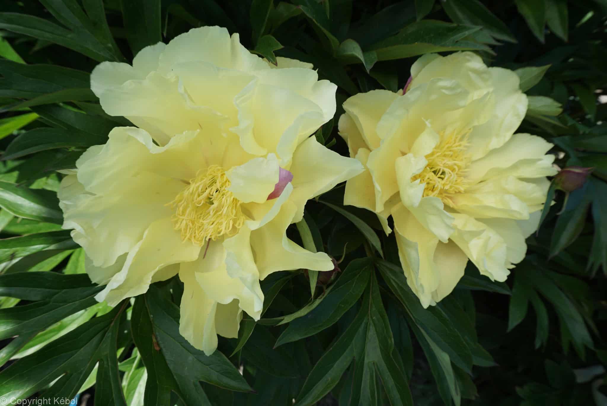 Paeonia itoh Lemon Dream - Bag