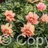 Paeonia itoh Orange Victory - Bag
