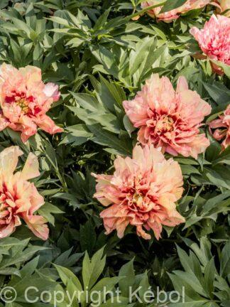 Paeonia itoh Orange Victory - Case