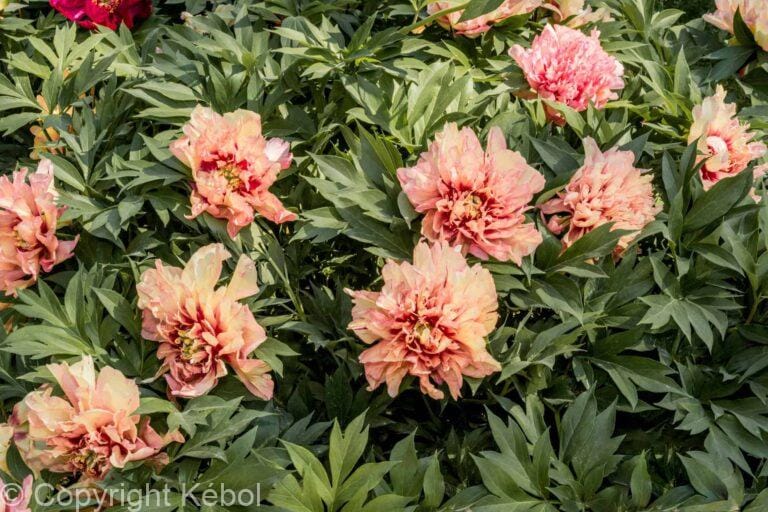 Paeonia itoh Orange Victory - Bag