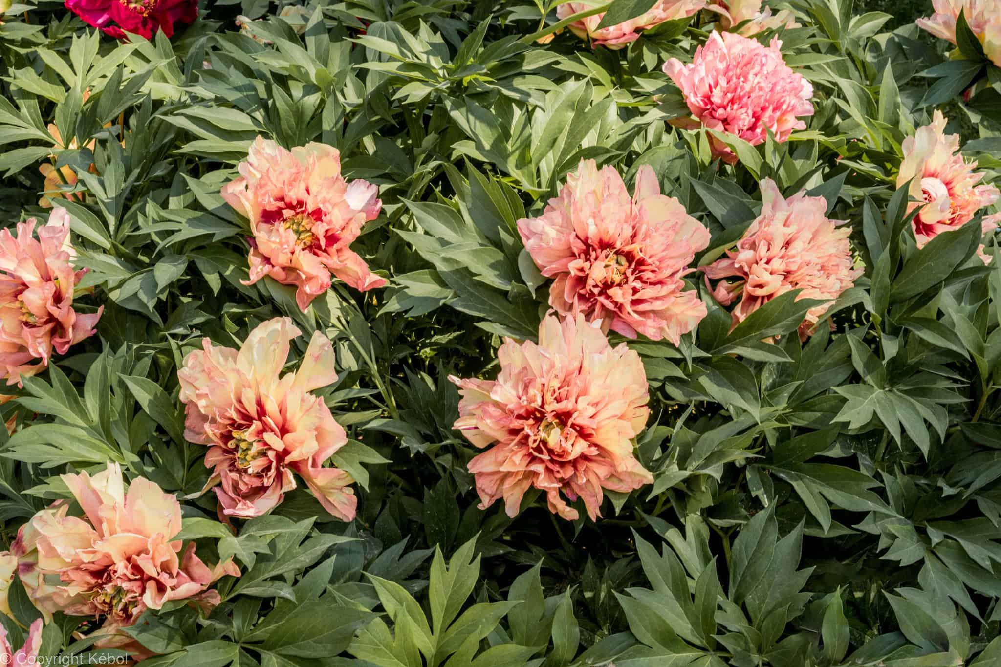 Paeonia itoh Orange Victory - Bag