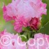 Paeonia lactiflora (D) Pink Choice - Bag