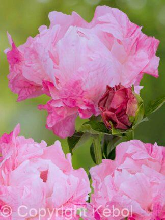 Paeonia lactiflora (D) Pink Choice - Bag