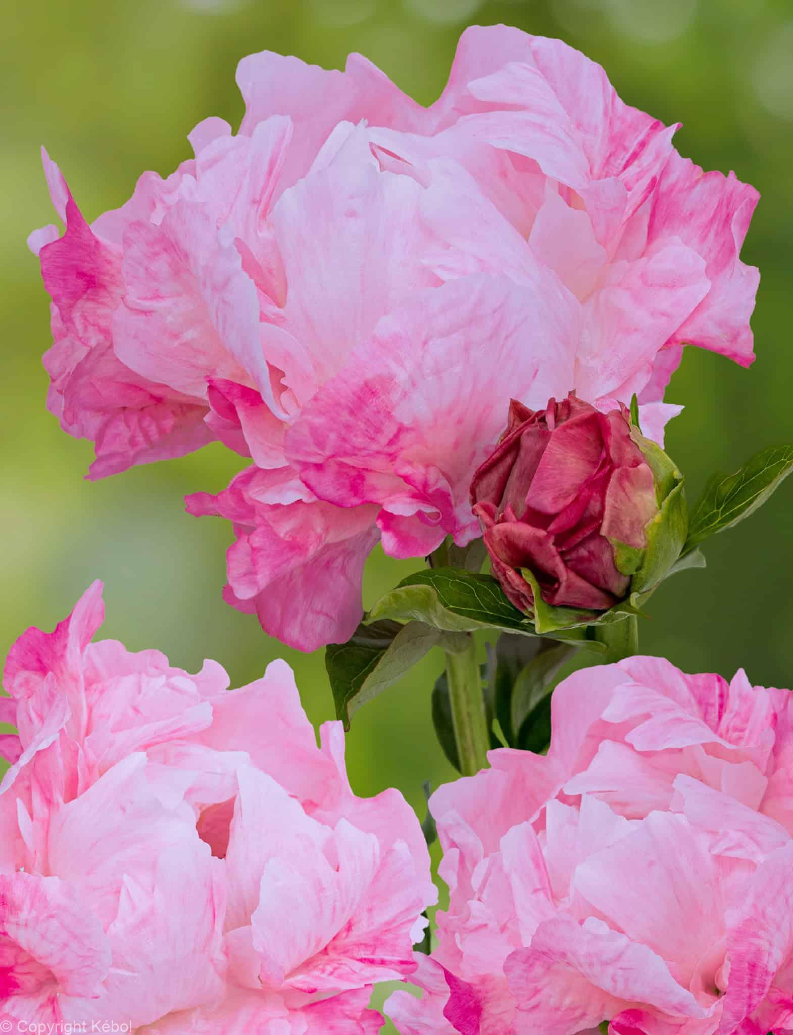 Paeonia lactiflora (D) Pink Choice - Case