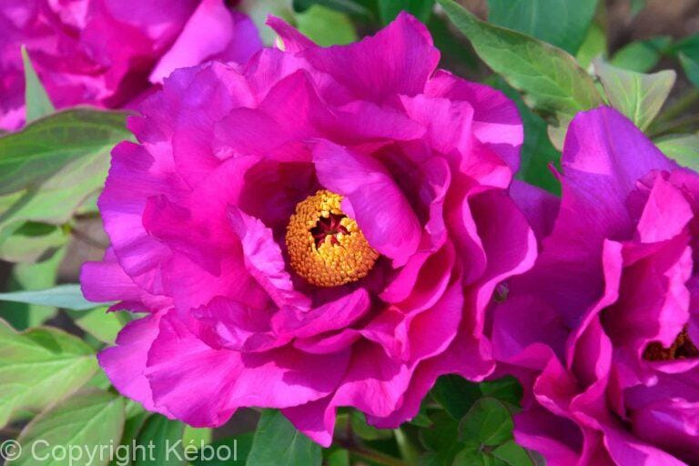 Paeonia itoh Purple Sensation - Bag