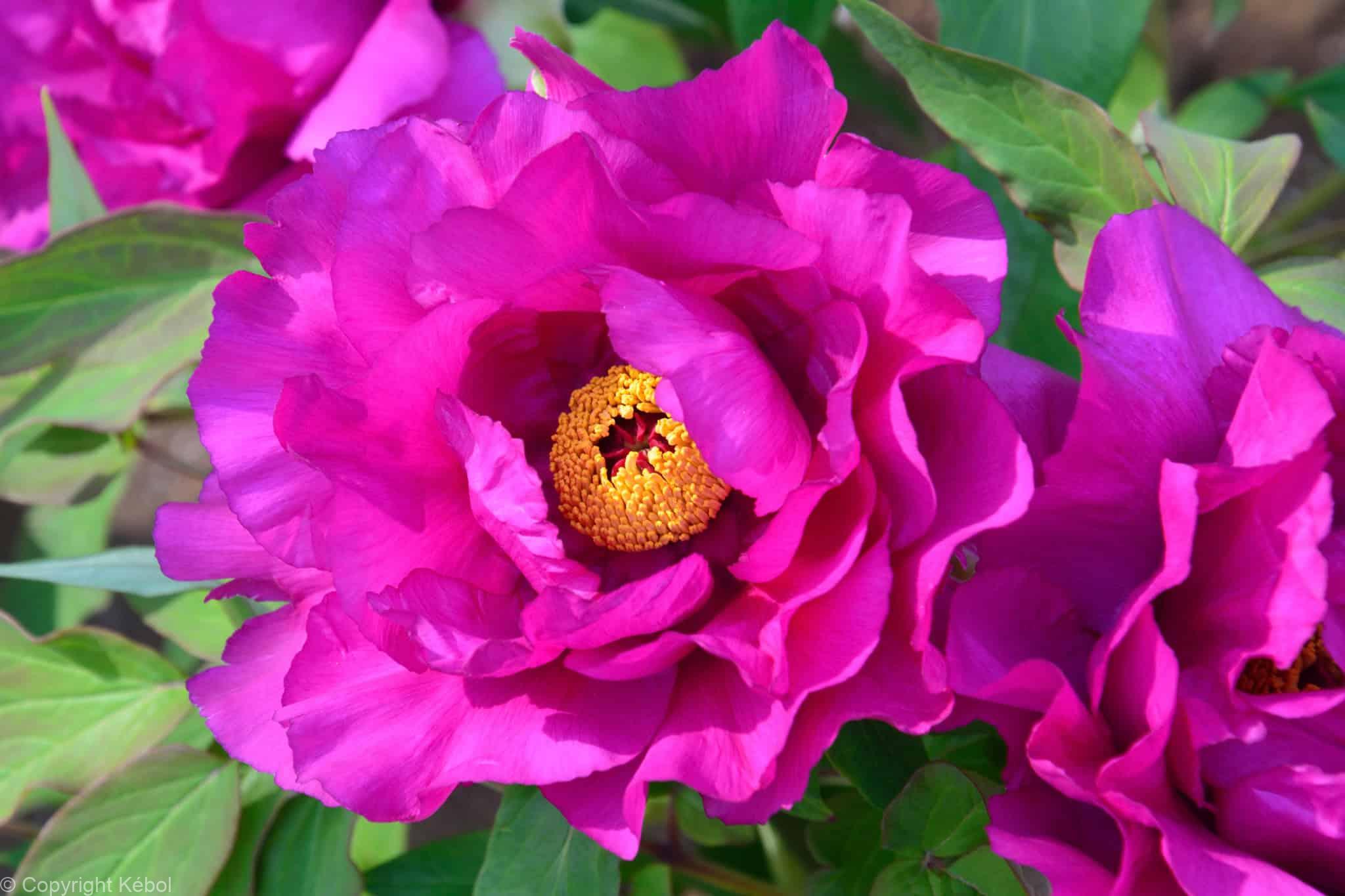Paeonia itoh Purple Sensation - Bag