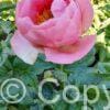 Paeonia lactiflora (D) Salmon Chiffon - Bag
