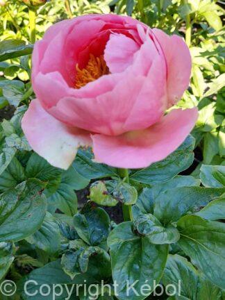 Paeonia lactiflora (D) Salmon Chiffon - Bag