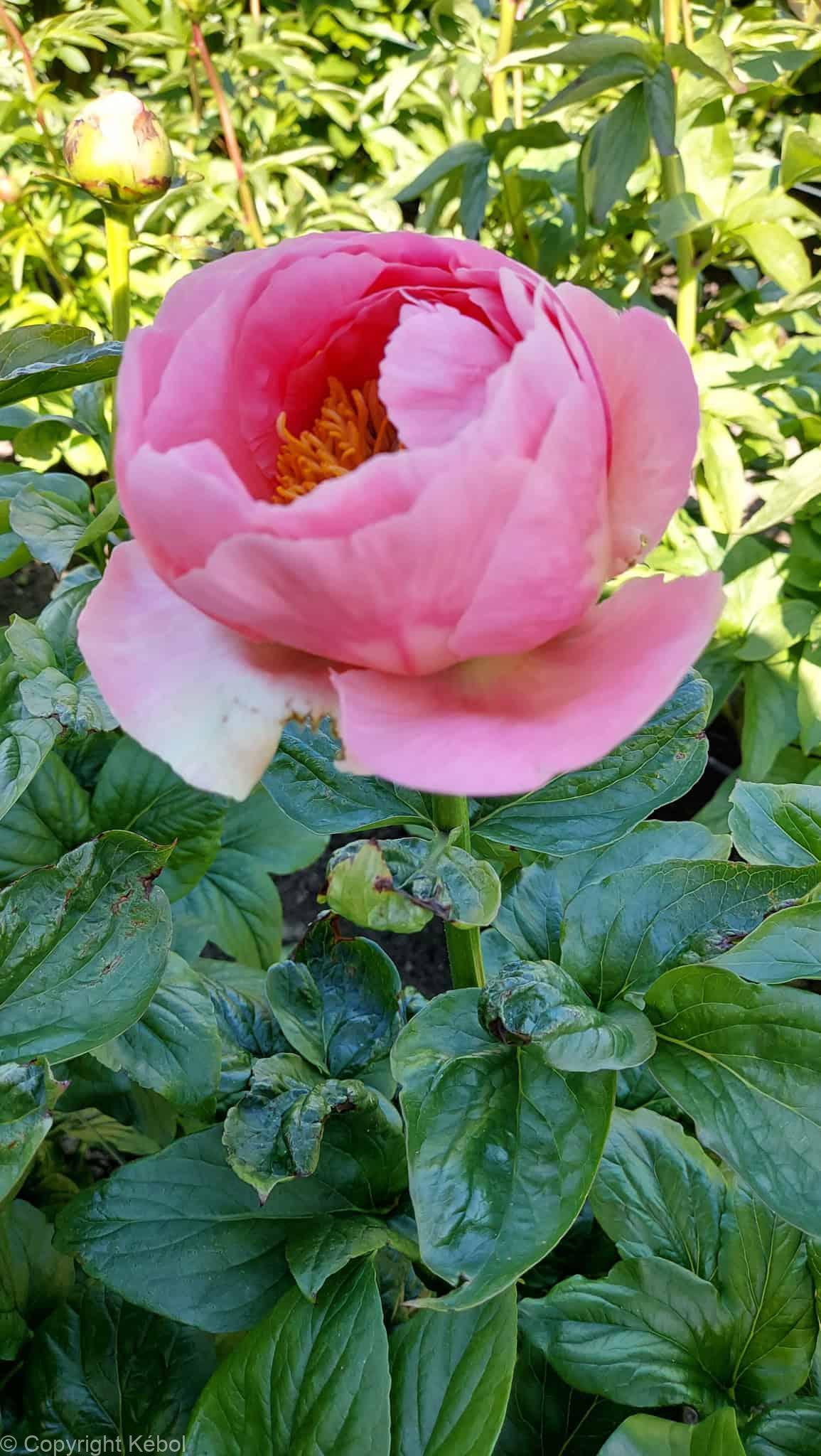 Paeonia lactiflora (D) Salmon Chiffon - Bag