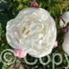 Paeonia lactiflora (D) Vogue - Bag