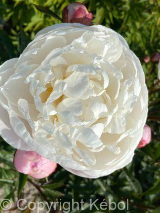 Paeonia lactiflora (D) Vogue - Bag