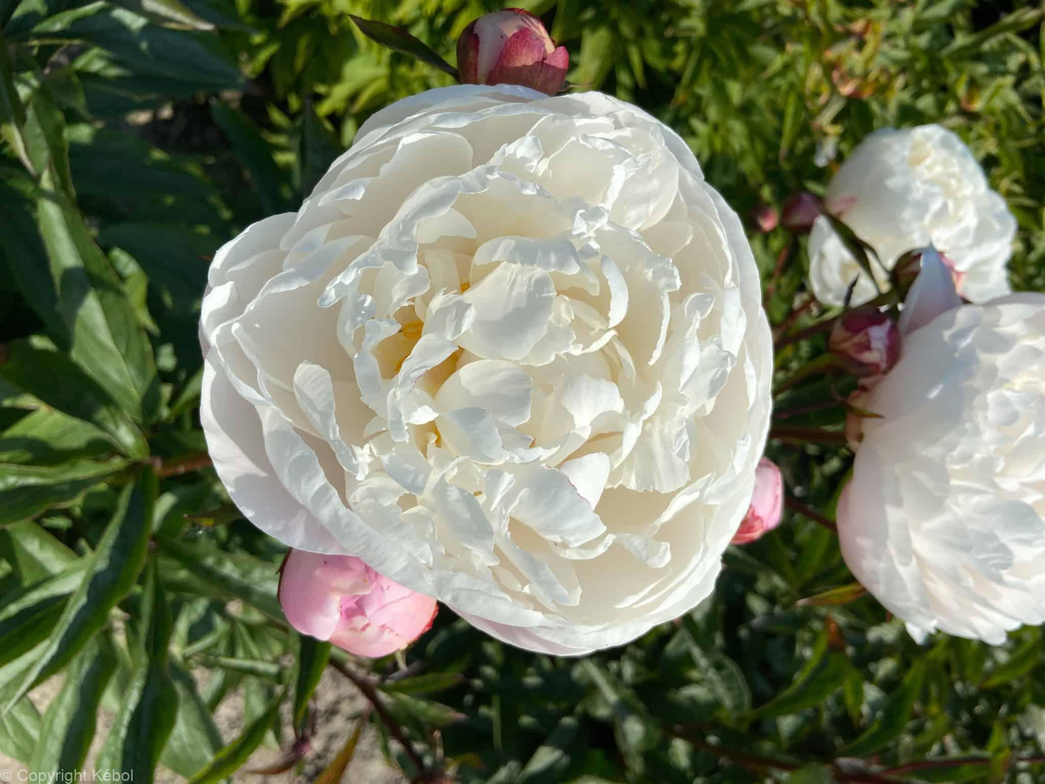 Paeonia lactiflora (D) Vogue - Bag
