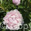 Paeonia Alertie