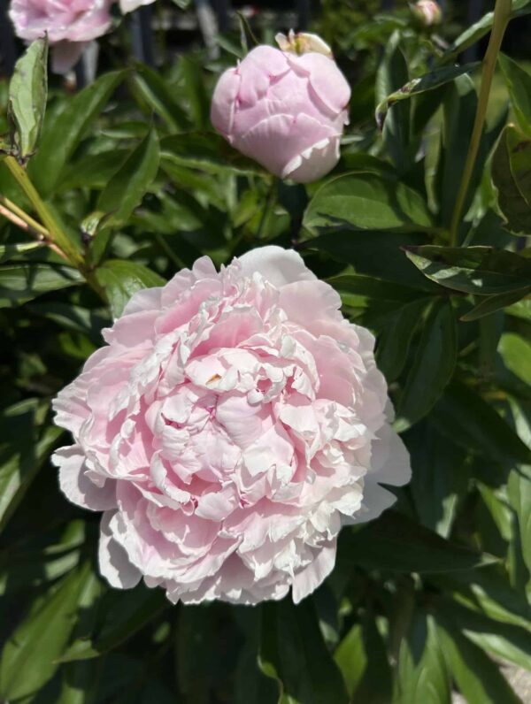 Paeonia Alexander Fleming - bag