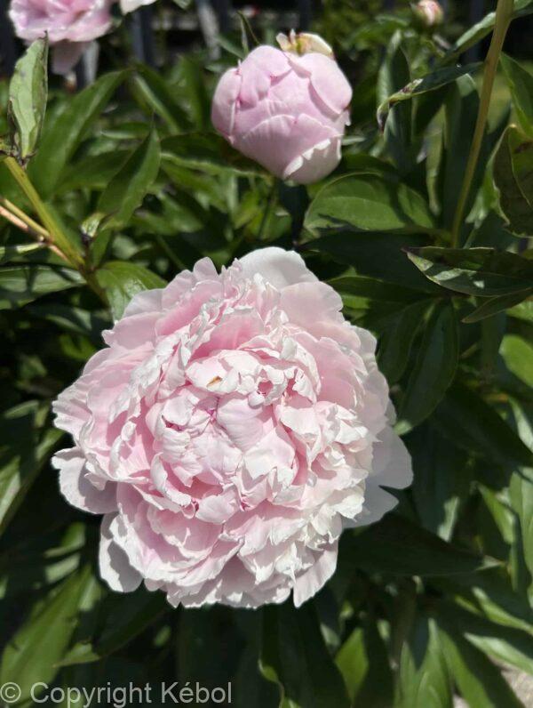 Paeonia Alertie