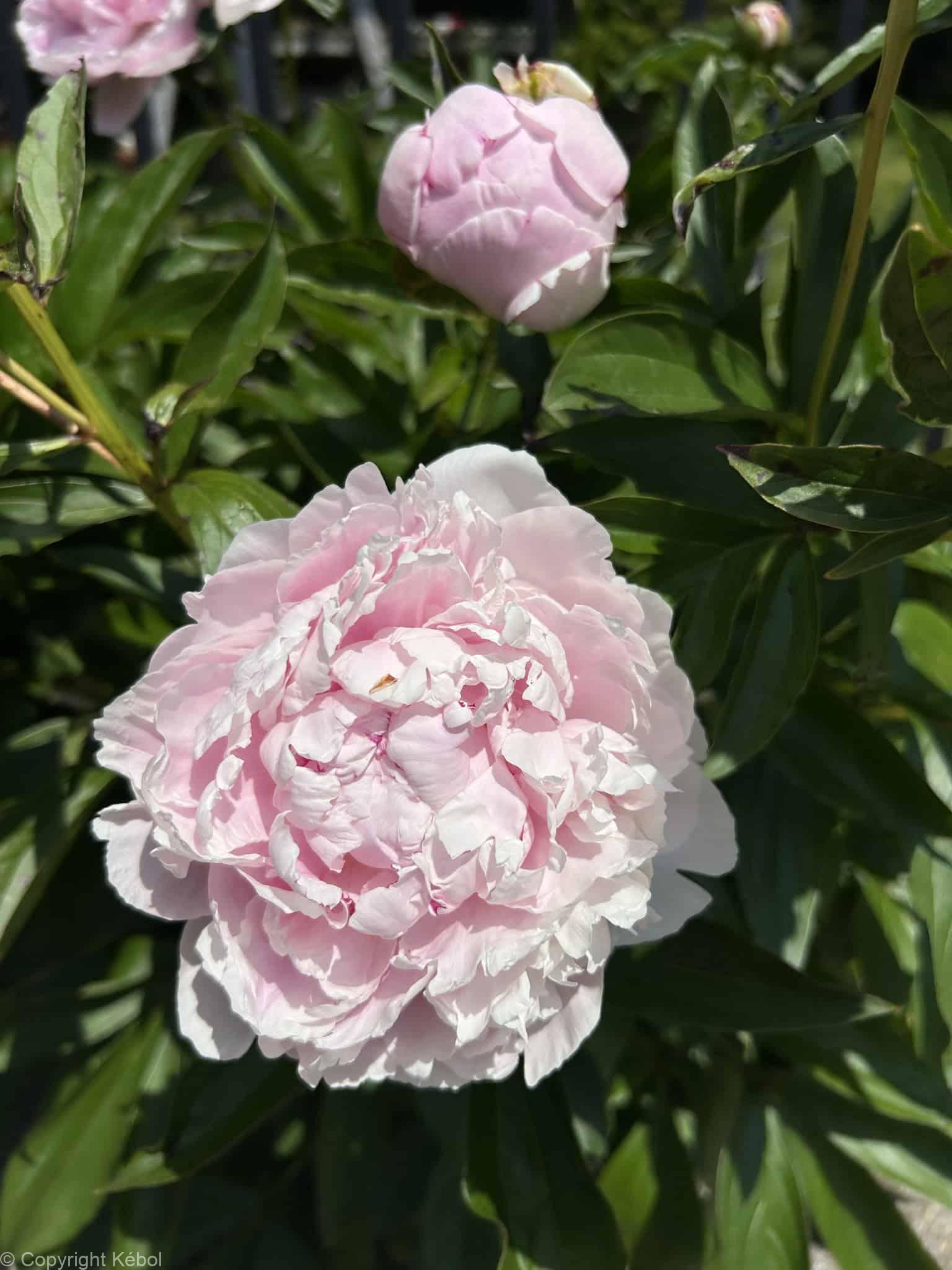 Paeonia lactiflora (D) Alertie - Case