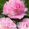 Paeonia lactiflora (D) Angel Cheeks - Bag