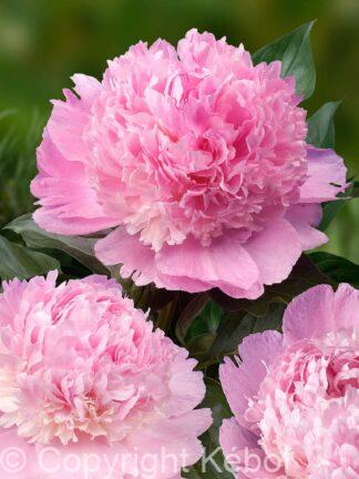 Paeonia lactiflora (D) Angel Cheeks - Bag