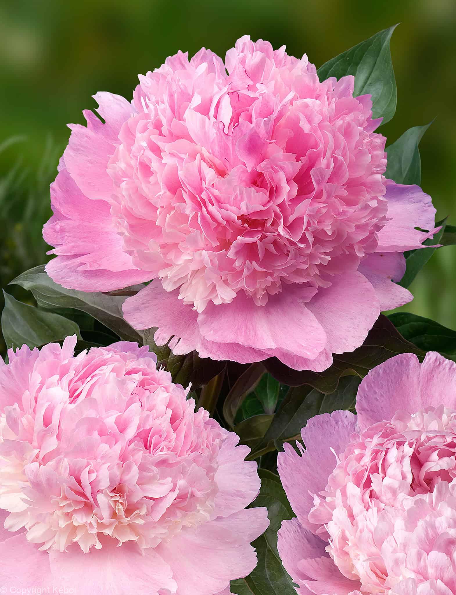 Paeonia lactiflora (D) Angel Cheeks - Bag