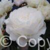 Paeonia lactiflora (D) Ann Cousins - Bag