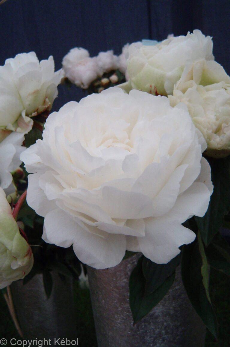 Paeonia lactiflora (D) Ann Cousins - Bag
