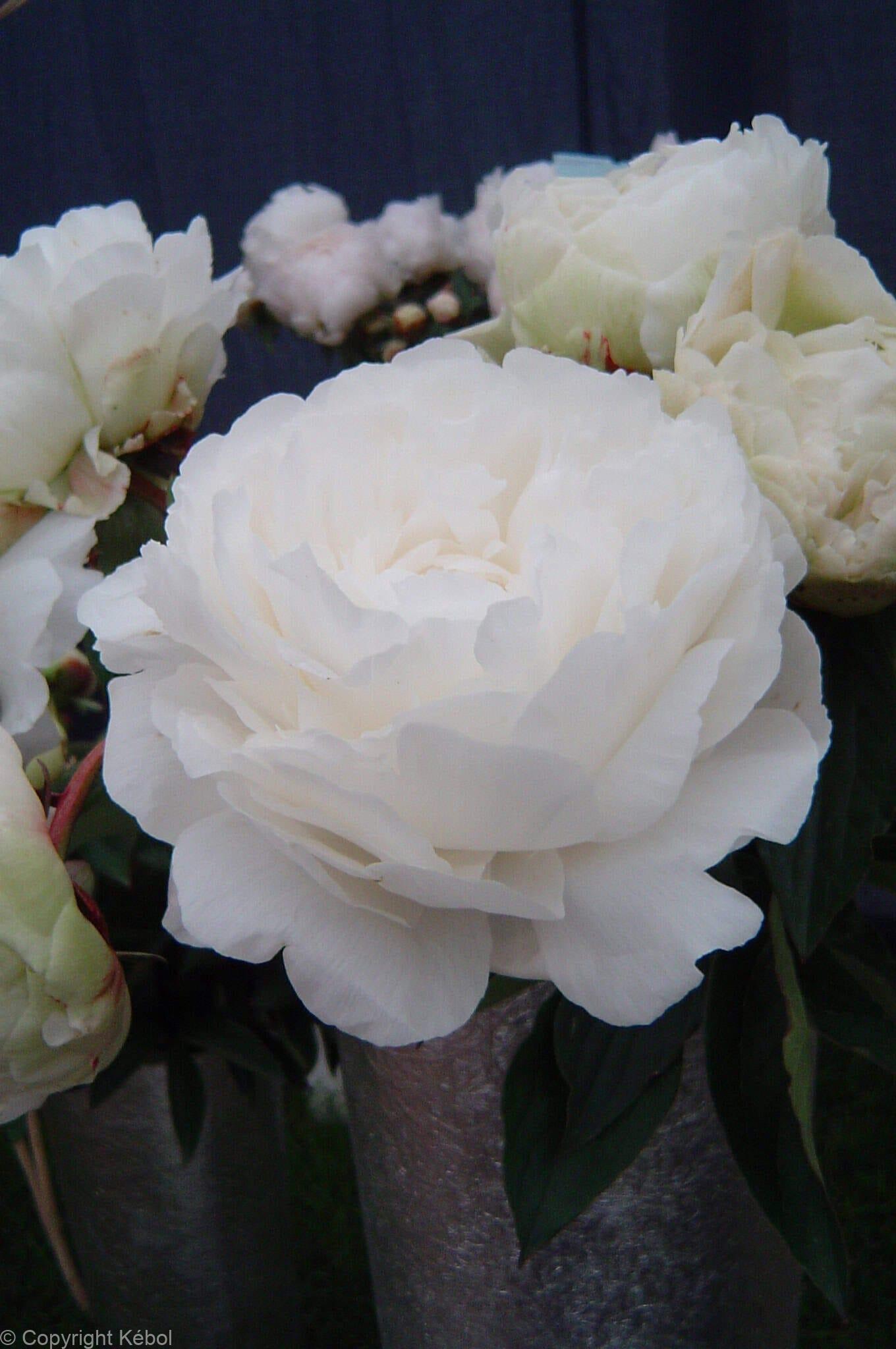 Paeonia lactiflora (D) Ann Cousins - Bag