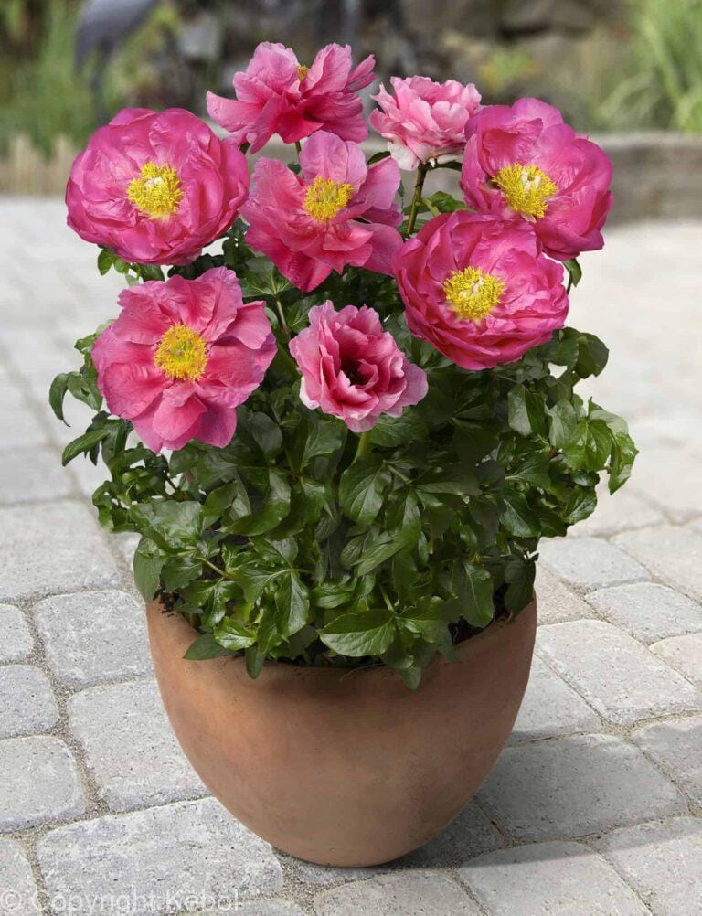 Paeonia lactiflora (D) Athens - Bag