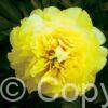 Paeonia itoh Bartzella - Bag