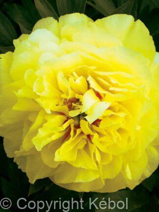 Paeonia itoh Bartzella - Case