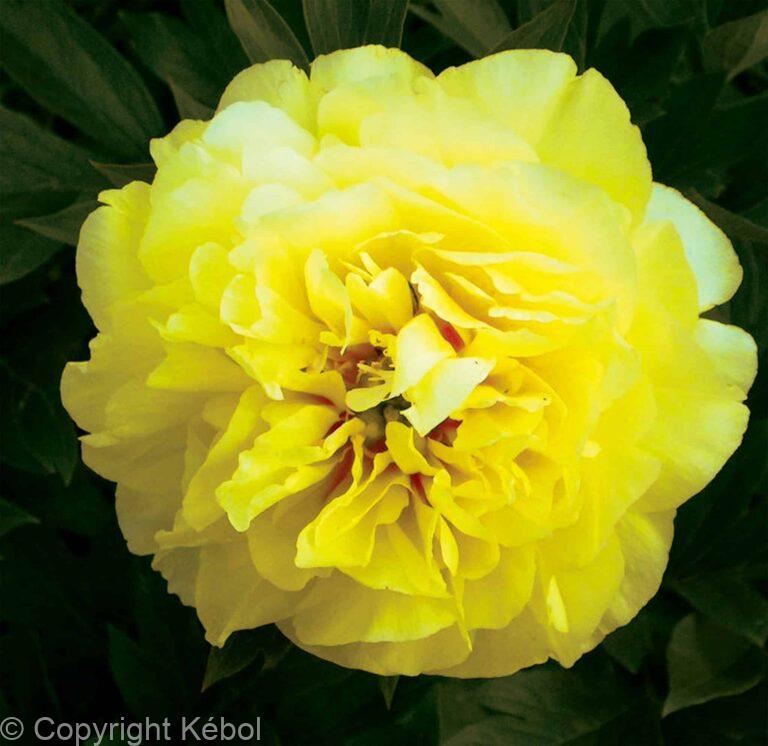 Paeonia itoh Bartzella - Bag