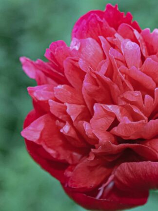 Paeonia Bella Donna - bag