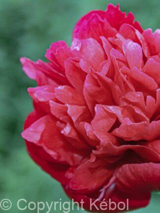 Paeonia lactiflora (D) Belgravia - Bag