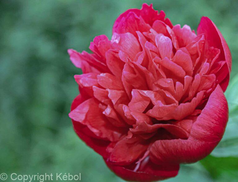 Paeonia lactiflora (D) Belgravia - Bag