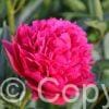 Paeonia lactiflora (D) Big Ben - Bag