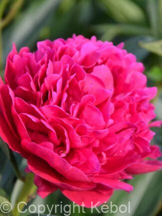 Paeonia lactiflora (D) Big Ben - Bag