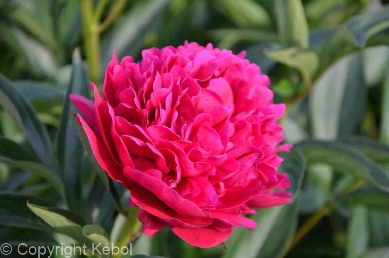 Paeonia lactiflora (D) Big Ben - Bag