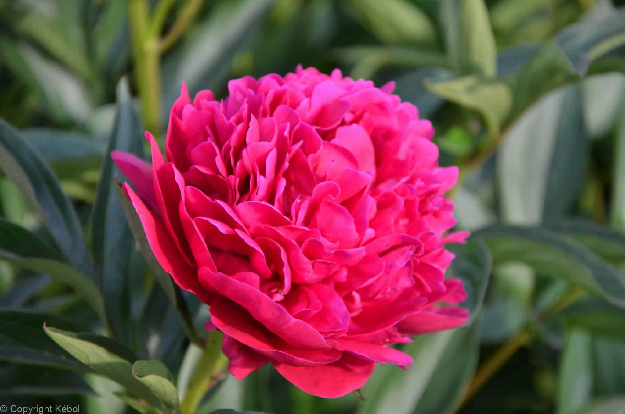 Paeonia lactiflora (D) Big Ben - Bag