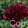 Paeonia lactiflora (D) Black Beauty - Bag