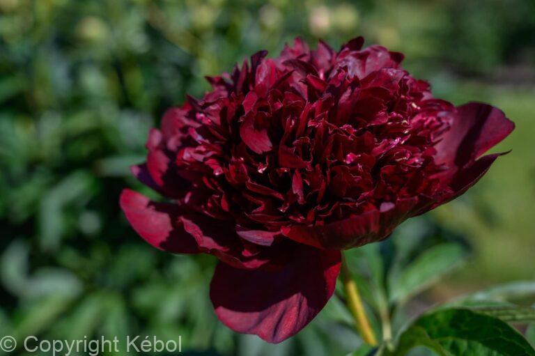 Paeonia lactiflora (D) Black Beauty - Bag
